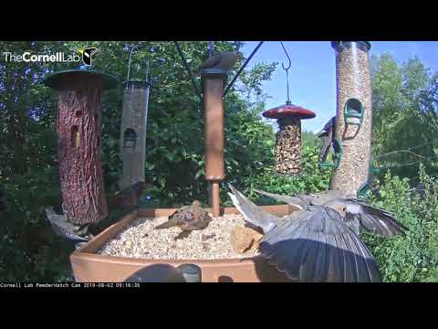 Juvenile Red-bellied Woodpecker Visits Cornell Feeders – Aug. 2, 2019