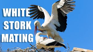 Bill-clattering and mating of the white stork