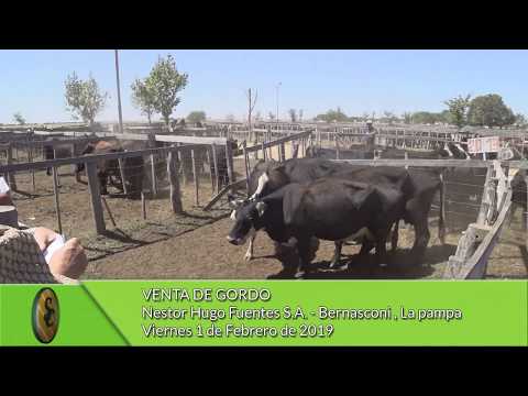 01-02-19 - Venta de Gordo - Nestor Hugo Fuentes S.A. - Bernasconi (L.P.)