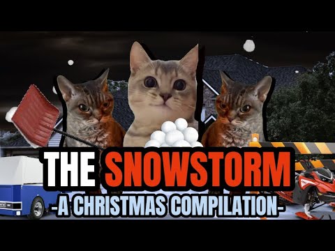 Cat MEMES: THE SNOWSTORM - A COMPILATION
