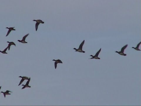 Enten auf nordwestdeutschen Gewässern. Ducks. Ein Video von KLAUS TAUX