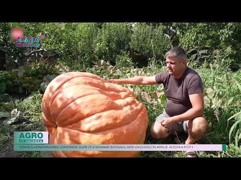 RECORD DOVLEAC GIGANT