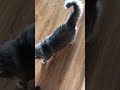 Cat Meowing Loudly For Food