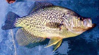 This is the BIGGEST Crappie I have ever CAUGHT! Ice Fishing PB!