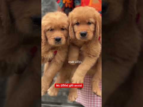 🤣🤣🤣 #viral #shortsfeed #youtubeshorts #trending #shortvideo #viralvideo #shorts #short #youtube