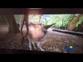 My Wiggles VHS Preview
