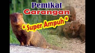 Download lagu Suara pikat garangan, super ampuh dijamin 101% datang mp3 Download lagu Suara pikat garangan, super ampuh dijamin 101% datang mp3
