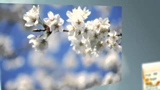 Robin Gibb - Rest in Peace