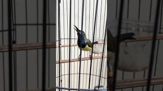 Download lagu Sogon Ngalas mp3