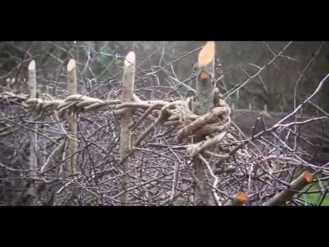 Hedge Laying Traditional Skills with Eoin Donnelly