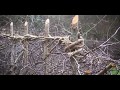 Hedge Laying Traditional Skills With Eoin Donnelly
