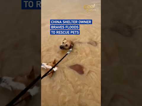 China shelter owner braves floods to rescue pets #coolchina