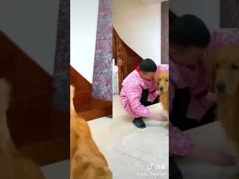 Dog's are intelligent 😎 were mask protect yourself 😷