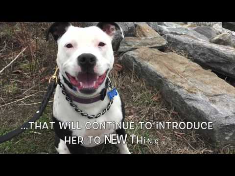Panda, an adopted Pit Bull Terrier Mix in Armonk, NY_image-1