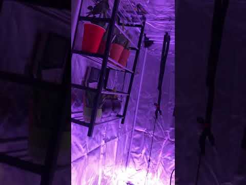 Budget amazon led grow 2