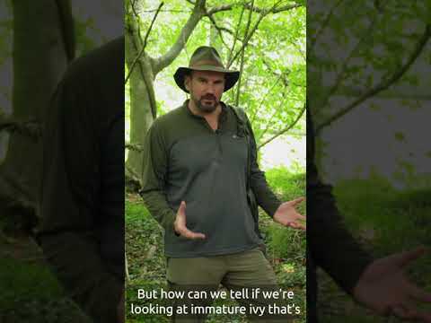 How to Find Your Way using Ivy - Natural Navigation