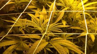 Dan's Indoor Garden: Ep.2 by The Cannabis Connoisseur Connection 420