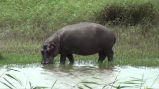 preview picture of video 'The Hippos of Saint Lucia (South Africa)'