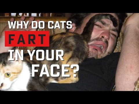 YouTube video about: Why do cats fart in your face?