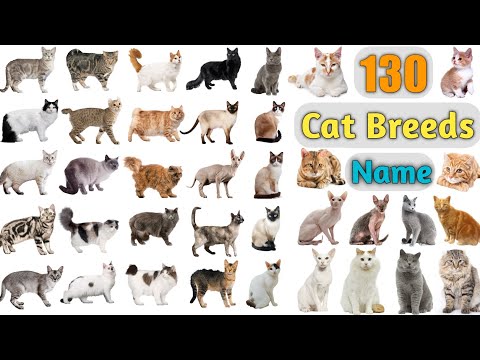 Cat Breeds Vocabulary ll 130 Cat Breeds Names In English With Pictures ll 100 Popular Cats