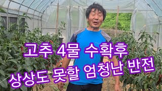 고추 4물 수확후 상상도 못할 엄청난 반전이...