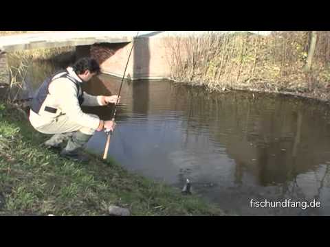 Hecht Drillen am Polder mit Jan Eggers