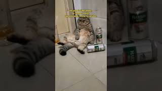 Download lagu story wa kucing sad|story wa kucing galau #shorts #storywa mp3 Download lagu story wa kucing sad|story wa kucing galau #shorts #storywa mp3