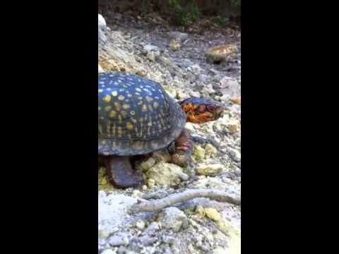 09OCT10 Little NC Box Turtle -2