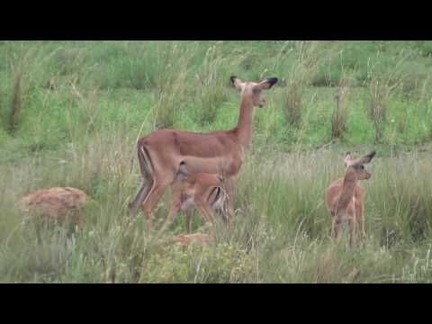 Impala breeding herd with nursing babies