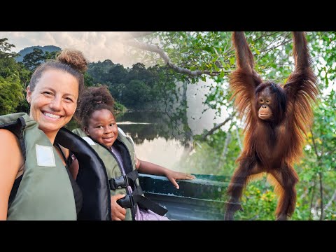 Sumatra Orangutan Jungle Trek — Bukit Lawang - Video — video thumbnail