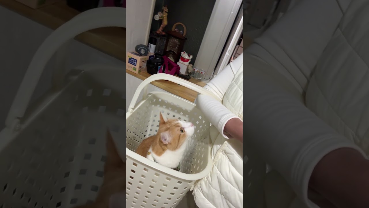 วันๆมีที่ให้อยู่ไม่ชอบ แต่ซนไปทั่วเลยสุดหล่อของยาย#แมวน่ารัก #สโคน😻