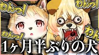 【ドライヤー】ワンワンバトルで叫んだりなんだりする犬乃瀬さんwww【ホロライブ切り抜き/音乃瀬奏】