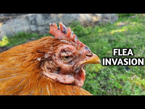 , title : 'Saving this MOTHER-TO-BE Hen from a Flea Invasion'
