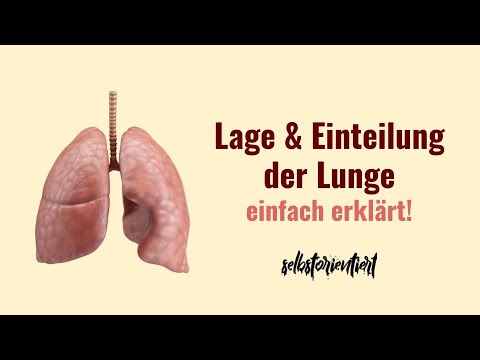 Lage & Einteilung der Lunge einfach erklärt! - Anatomie | Einteilung der Lunge in Segmente Medizin
