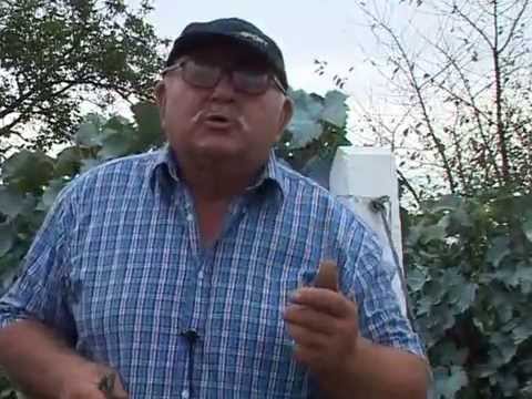 REC ZEMLJORADNIKA DEDA ZIVA