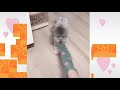 Funny Wonder Pets