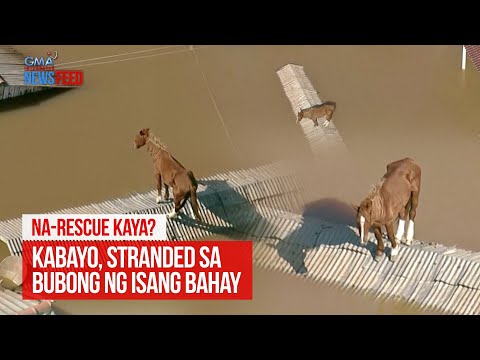 Kabayo, stranded sa bubong ng isang bahay GMA Integrated Newsfeed
