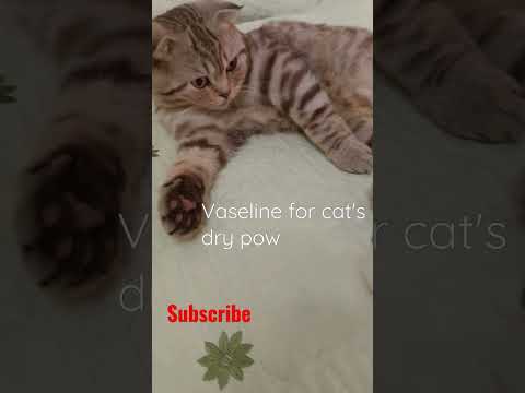 Vaseline for cat's dry pow!