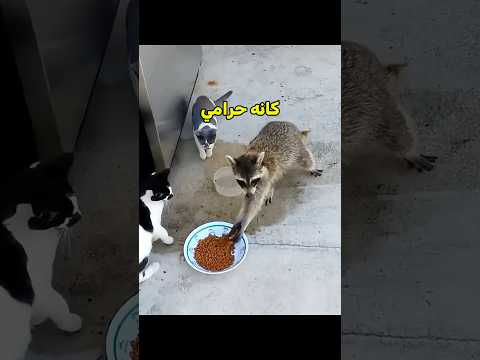 الراكون خرب السهرة 😨 #shortvideo