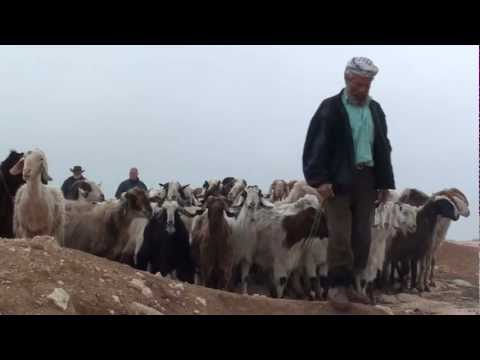 OVELHA OBEDECEM AO COMANDO DO PASTOR