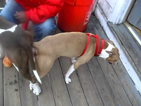 download lagu mp3 mp4 Dig Sex, download lagu Dig Sex gratis, unduh video klip Dig Sex