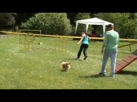23 5 2009 CZECH OPEN Agility družstev