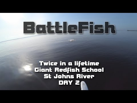 Giant Redfish School St Johns river DAY 2, Jacksonville Florida, Fishing Giant Redfish