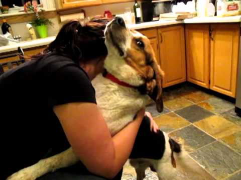 Billy Boy, an adopted Beagle in St Catharines, ON_image-1