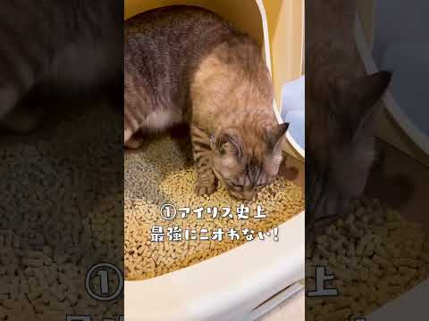 驚くべき発見: 猫砂が気候変動対策に役立つ可能性がある