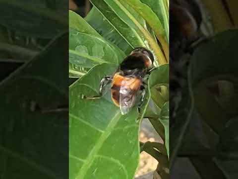 マルハナバチは本当に刺すことができるのでしょうか? 自然と動物