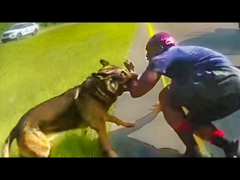 Why You Shouldn't Run From K9 Units