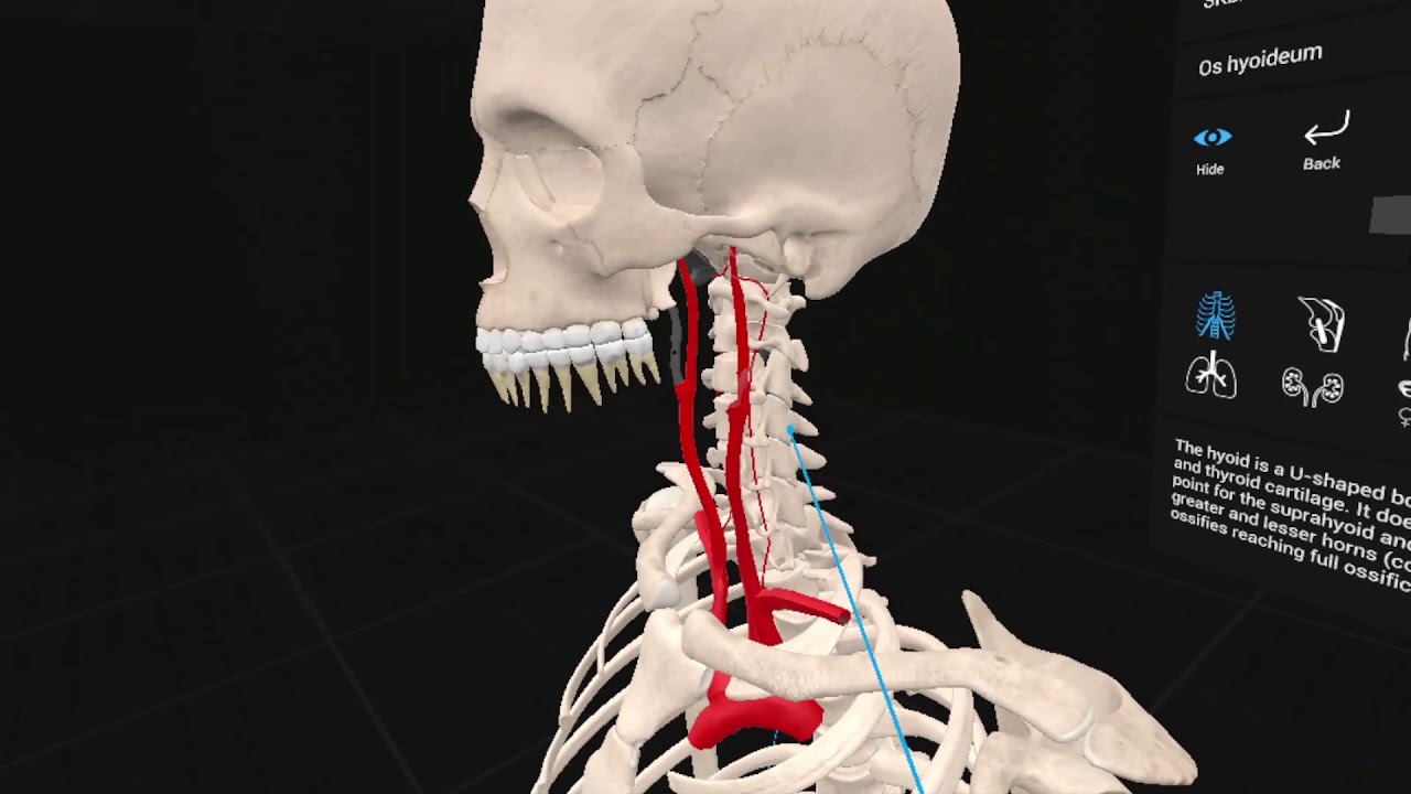 Circulación cerebral