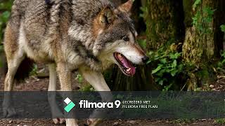 Spock's Beard - To Breathe Another Day (progressive rock)