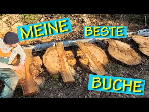 Maserknolle aufsägen: Sägewerk hart am Limit? // Sawing up a burl: tought job at the sawmill